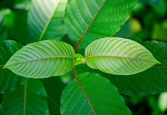 What is Kratom? Everything You Need to Know.